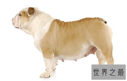 【图】狗的寿命是多久 不同种类的狗有着不同的寿命时