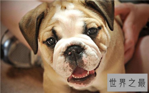 【图】狗的寿命是多久 不同种类的狗有着不同的寿命时