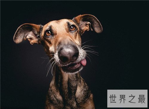 【图】狗的寿命是多久 不同种类的狗有着不同的寿命时