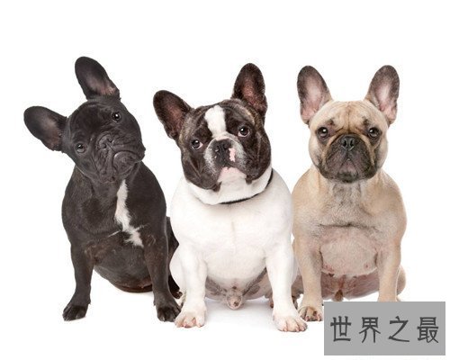 【图】狗的寿命是多久 不同种类的狗有着不同的寿命时