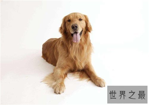 【图】狗的寿命是多久 不同种类的狗有着不同的寿命时