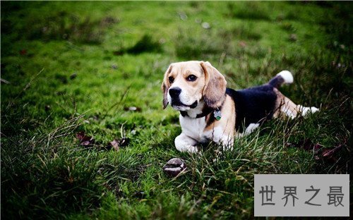 【图】狗的寿命是多久 不同种类的狗有着不同的寿命时
