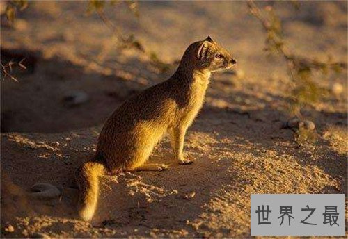 【图】蛇獴是什么动物 不少养蛇人饲养蛇獴当宠物