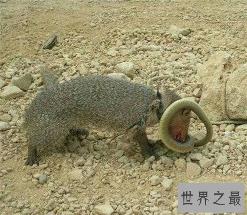 【图】蛇獴是什么动物 不少养蛇人饲养蛇獴当宠物