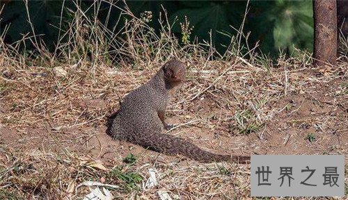 【图】蛇獴是什么动物 不少养蛇人饲养蛇獴当宠物