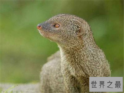 【图】蛇獴是什么动物 不少养蛇人饲养蛇獴当宠物