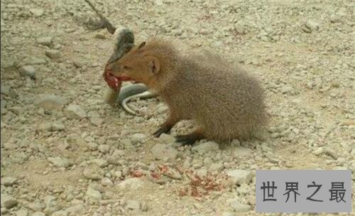 【图】蛇獴是什么动物 不少养蛇人饲养蛇獴当宠物