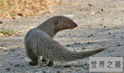 【图】蛇獴是什么动物 不少养蛇人饲养蛇獴当宠物