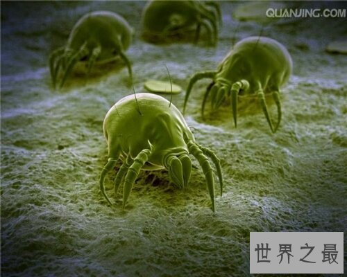 【图】 让咱们来经过螨虫图片来意识螨虫吧