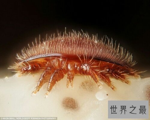 【图】 让咱们来经过螨虫图片来意识螨虫吧