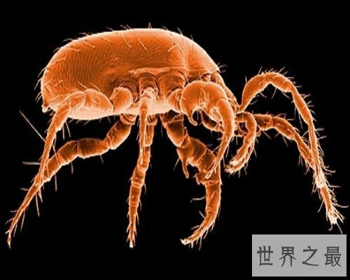 【图】 让咱们来经过螨虫图片来意识螨虫吧
