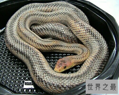 【图】梦见很多蛇在生存中到底是坏事还是好事呢？