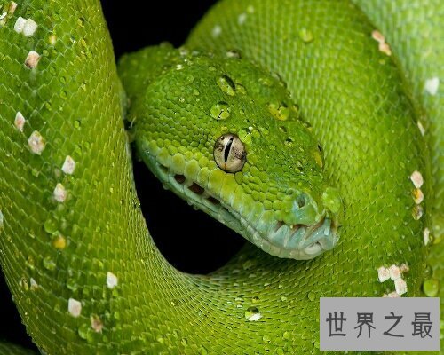 【图】梦见很多蛇在生存中到底是坏事还是好事呢？