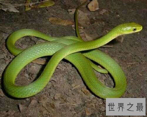 【图】梦见很多蛇在生存中到底是坏事还是好事呢？