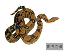 【图】1893年属什么?答案是属蛇