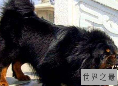 【图】惊天兽世界上最凶猛最奥秘的藏獒兽十分凶