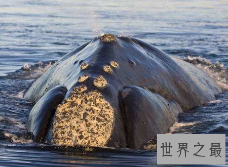 【图】鲸虱鲸鱼的身上也会有这种微妙的生物存在