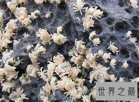 【图】鲸虱鲸鱼的身上也会有这种微妙的生物存在