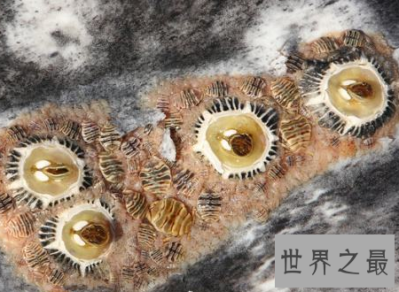 【图】鲸虱鲸鱼的身上也会有这种微妙的生物存在