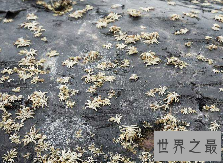 【图】鲸虱鲸鱼的身上也会有这种微妙的生物存在