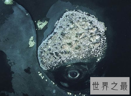 【图】鲸虱鲸鱼的身上也会有这种微妙的生物存在