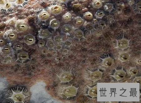 【图】鲸虱鲸鱼的身上也会有这种微妙的生物存在