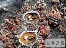 【图】鲸虱鲸鱼的身上也会有这种奇妙的生物存在
