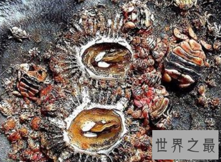 【图】鲸虱鲸鱼的身上也会有这种微妙的生物存在