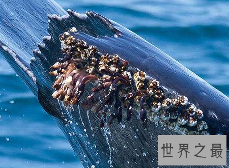 【图】鲸虱鲸鱼的身上也会有这种微妙的生物存在