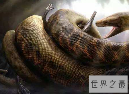 【图】世界上最长的蛇能吃半吨重的钝鼻鳄和3米的肺鱼