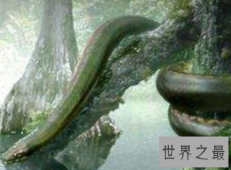 【图】世界上最长的蛇能吃半吨重的钝鼻鳄和3米的肺鱼