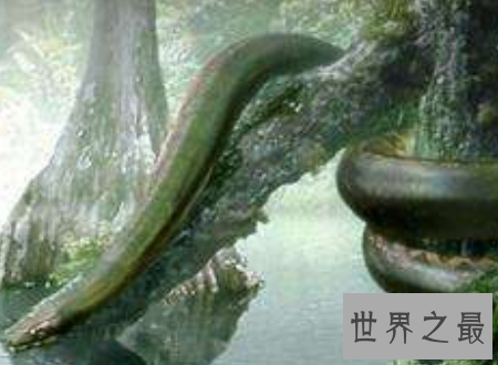 【图】世界上最长的蛇能吃半吨重的钝鼻鳄和3米的肺鱼