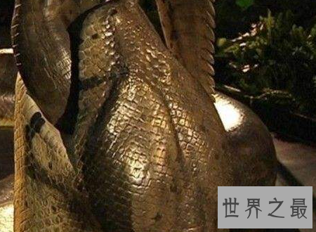 【图】世界上最长的蛇能吃半吨重的钝鼻鳄和3米的肺鱼