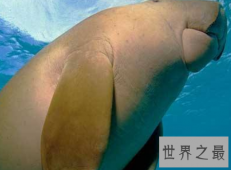 【图】什么是美人鱼 为什么现实中的美人鱼长得这么丑