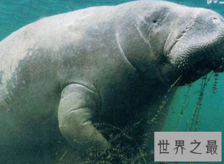 【图】什么是美人鱼 为什么事实中的美人鱼长得这么丑