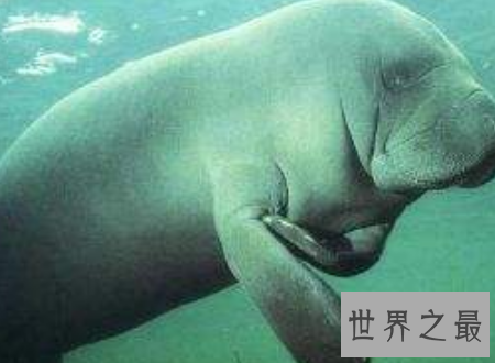 【图】什么是美人鱼 为什么事实中的美人鱼长得这么丑