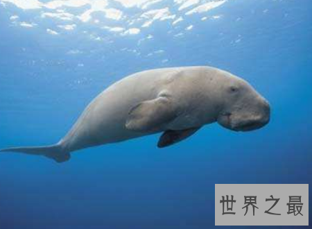 【图】什么是美人鱼 为什么事实中的美人鱼长得这么丑