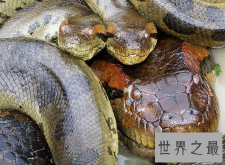 【图】 水蟒生在水中为卵生却间接从妈妈肚子里进去