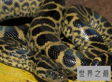 【图】 水蟒生在水中为卵生却间接从妈妈肚子里进去