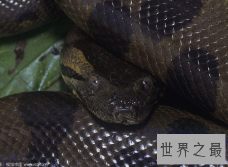 【图】 水蟒生在水中为卵生却间接从妈妈肚子里进去