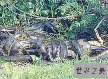 【图】 水蟒生在水中为卵生却间接从妈妈肚子里进去