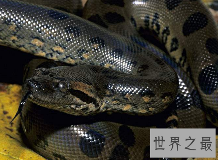 【图】 水蟒生在水中为卵生却间接从妈妈肚子里进去