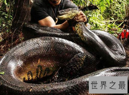 【图】 水蟒生在水中为卵生却间接从妈妈肚子里进去