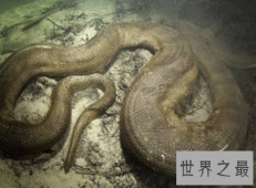 【图】 水蟒生在水中为卵生却直接从妈妈肚子里出来