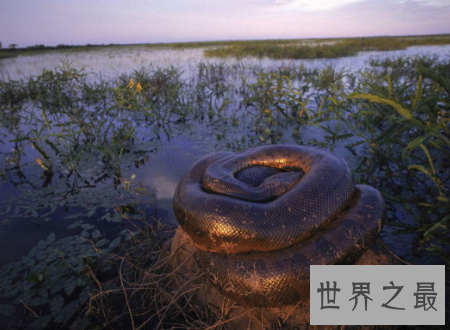 【图】 水蟒生在水中为卵生却间接从妈妈肚子里进去