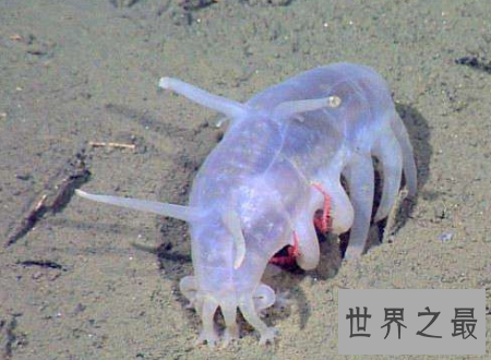 【图】海猪图片大汇合萌萌哒却居然是不能吃的海参