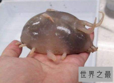 【图】海猪图片大汇合萌萌哒却居然是不能吃的海参