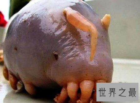 【图】海猪图片大汇合萌萌哒却居然是不能吃的海参