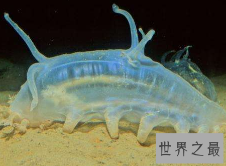 【图】海猪图片大汇合萌萌哒却居然是不能吃的海参