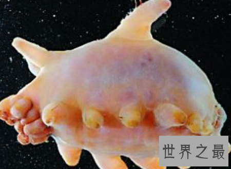 【图】海猪图片大汇合萌萌哒却居然是不能吃的海参